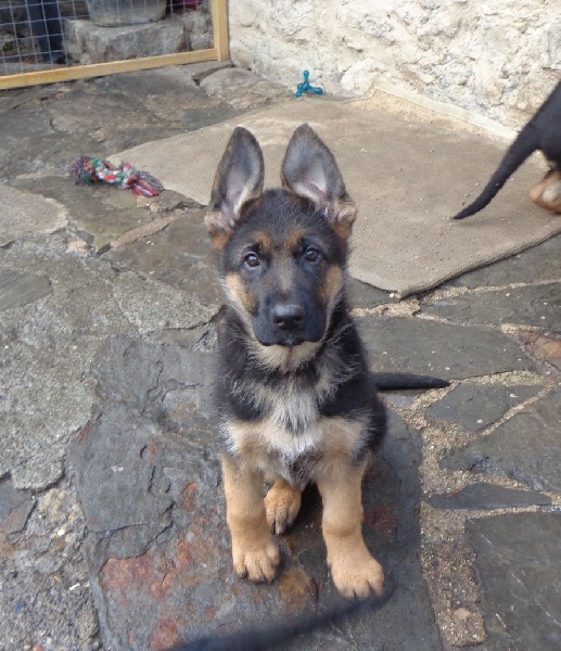 CHIOTS BERGER ALLEMAND LOF Berger allemand