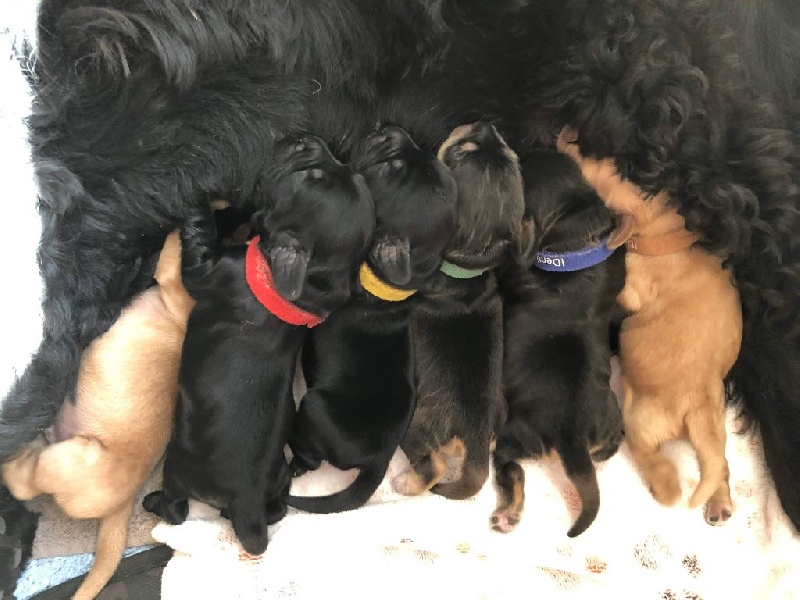 Chiots Cocker Anglas LOF Cocker Spaniel Anglais