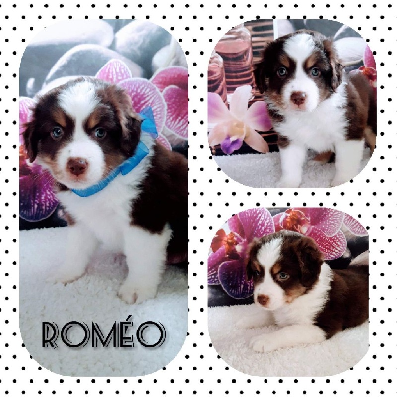 Chiot Mini Berger Americain Mini Berger Americain