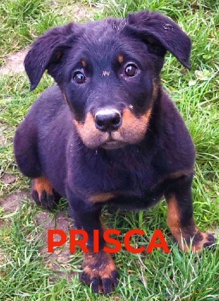 CHIOTS BEAUCERON Berger de Beauce