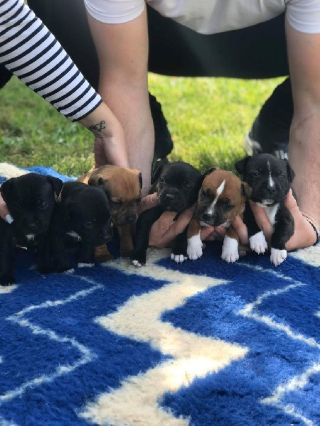 Staffordshire Bull Terrier Staffordshire Bull Terrier