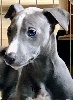 Whippet - Whippet