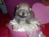 Spitz allemand - SPITZ ORANGE POMERANIEN LOF