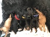 Cocker Spaniel Anglais - Chiots Cocker Anglas LOF