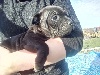 Staffordshire Bull Terrier - Staffordshire bull terrier Noir pan Blanc - La Releve de Sparte