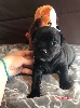 Staffordshire Bull Terrier - Staffordshire bull Terrier