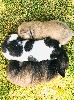 Bouledogue français - VENDS CHIOTS BOULEDOGUES FRANCAIS LOF