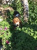 Beagle - Chiots Beagle - beagle de la vallee du mistral