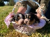 Grand bouvier suisse - Chiot Grand Bouvier Suisse