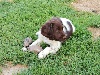 Petit Epagneul de Münster - Chiot Petit epagneul de Munster - *Affixe en cours SCC (elevage de la plume briarde)