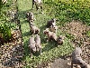 American Staffordshire Terrier - AMERICAN STAFFORDSHIRE TERRIER