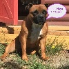 Staffordshire Bull Terrier - CHIOTS STAFFORSHIRE BULL TERRIER - DES ETOILES DE MAENZOVA