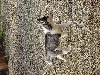 Siberian Husky - chiots Siberian Huskies - Of Aqua Ice