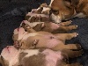 Bulldog Anglais - MAGNIFIQUES BULLDOGS ANGLAIS LOF