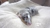 Shetland Sheepdog - CHIOTS SHETLAND SHEEPDOG - Elevage des moulins de mon coeur