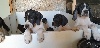 Pointer - chiots pointer - 250269606788129