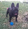 Bouledogue français - Bouledogues français LOF