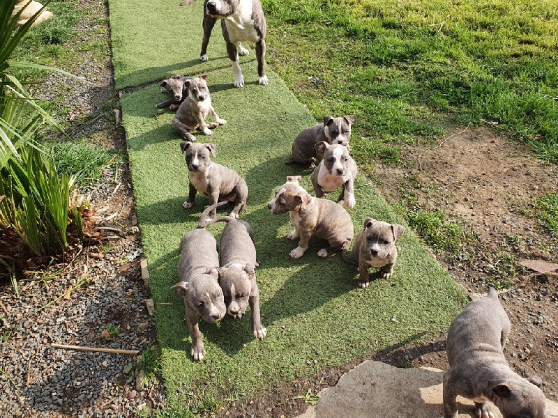 AMERICAN STAFFORDSHIRE TERRIER American Staffordshire Terrier