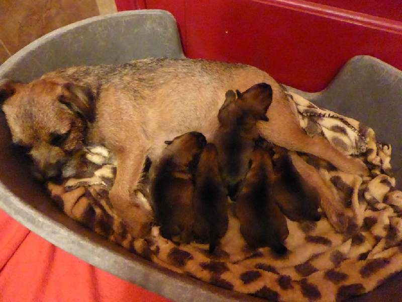 CHIOTS A RESERVER Border Terrier