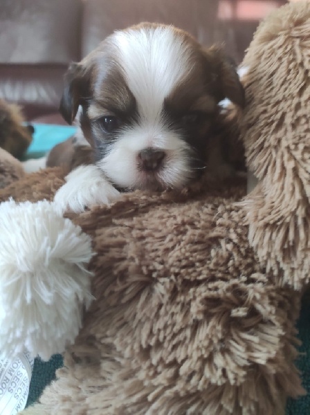 1SHIH TZU LOF MALES Shih Tzu