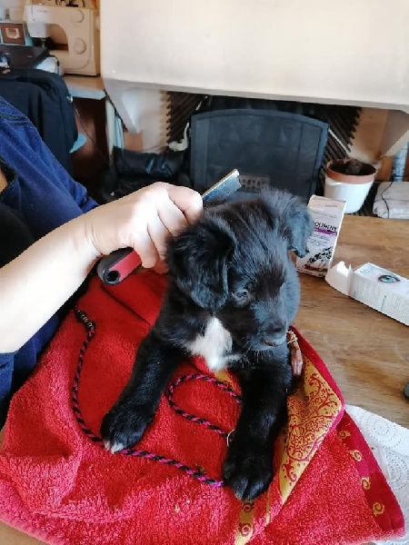 Adorables chiots berger australien LOF Berger Australien