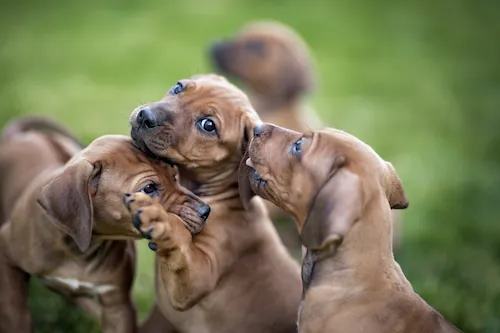 Avec les autres chiens