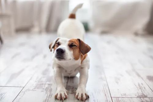 votre chiot arrive à la maison