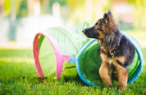 La santé de votre chiot