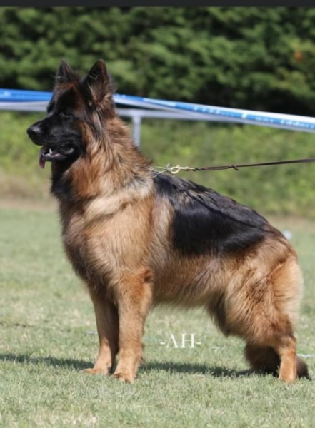 Chiot Berger Allemand Poil Long