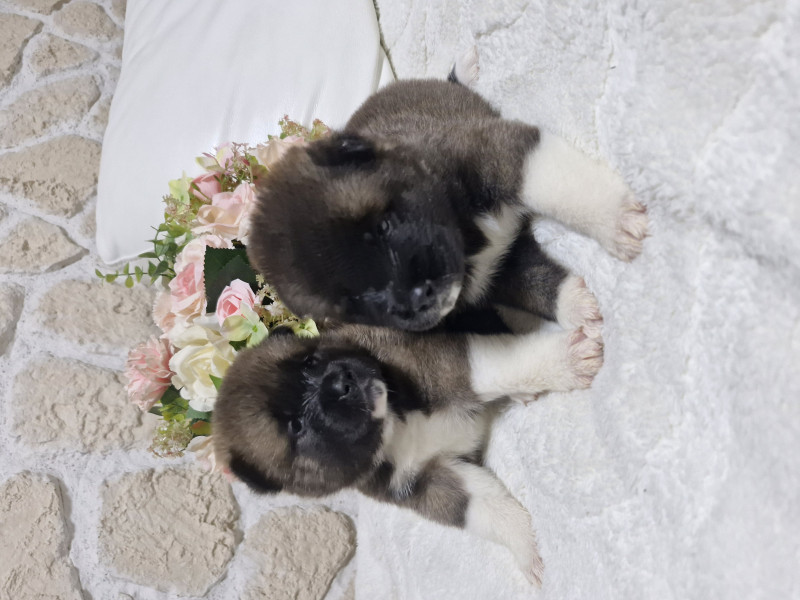 Akita americain - Chiots Akita Americain LOF