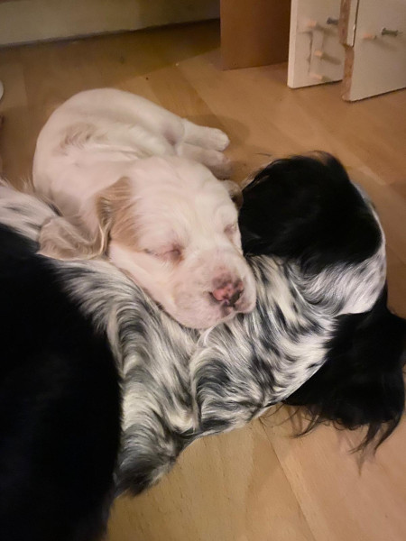 Setter Anglais - Chiots Setters Anglais femelles - Elevage du clos de Terre rouge