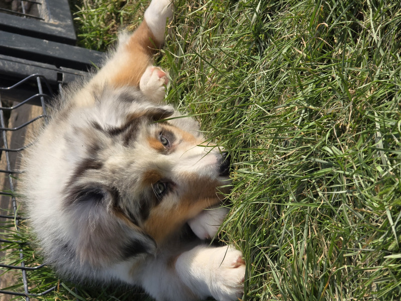 Berger Australien - Chiot Berger Australien Lof - Elevage de la rivière aux pierres