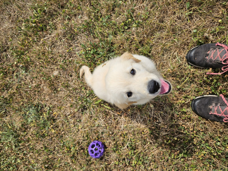 Golden Retriever - Chiots mâles Golden retriever LOF