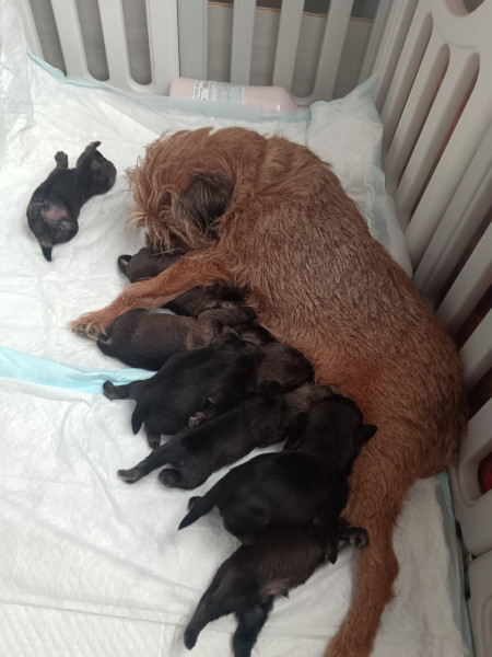 Border Terrier - CHIOTS BORDER TERRIER