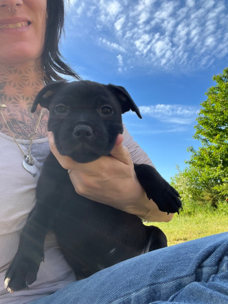 Staffordshire Bull Terrier - Staffies