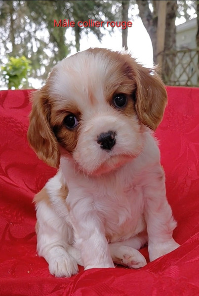 Chiot Cavalier King Charles Spaniel