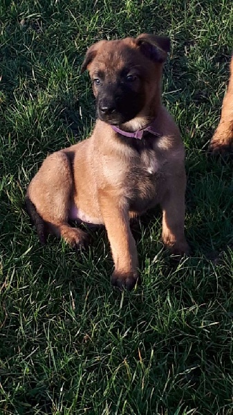 Chiot berger belge malinois pure race LOF Berger Belge