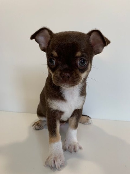 CHIOTS CHIHUAHUA LOF Chihuahua