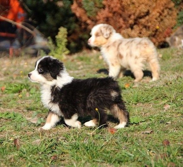 adorables chiots berger australien lof Berger Australien