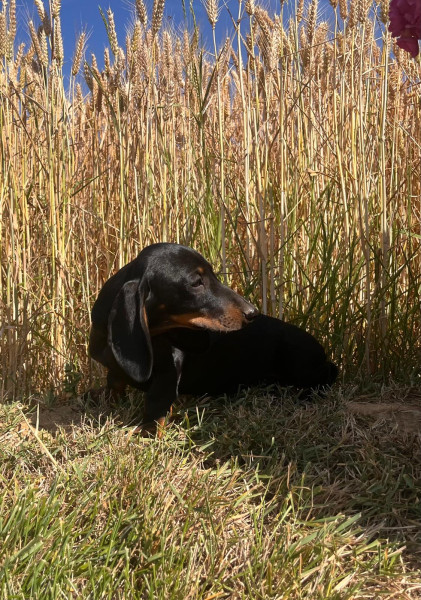 Chiot Teckel poil ras