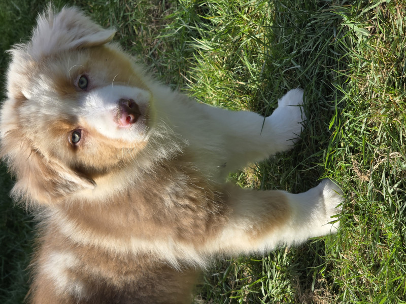 Berger Australien - Chiot Berger Australien Lof - Elevage de la rivière aux pierres