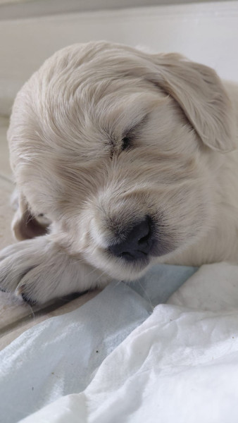 Golden Retriever - Chiots à Réservés - Le coin de l'atre