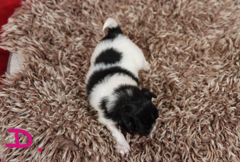 Epagneul nain Continental (Papillon) - Chiot épagneul papillon disponible à la réservation - embrace the moon