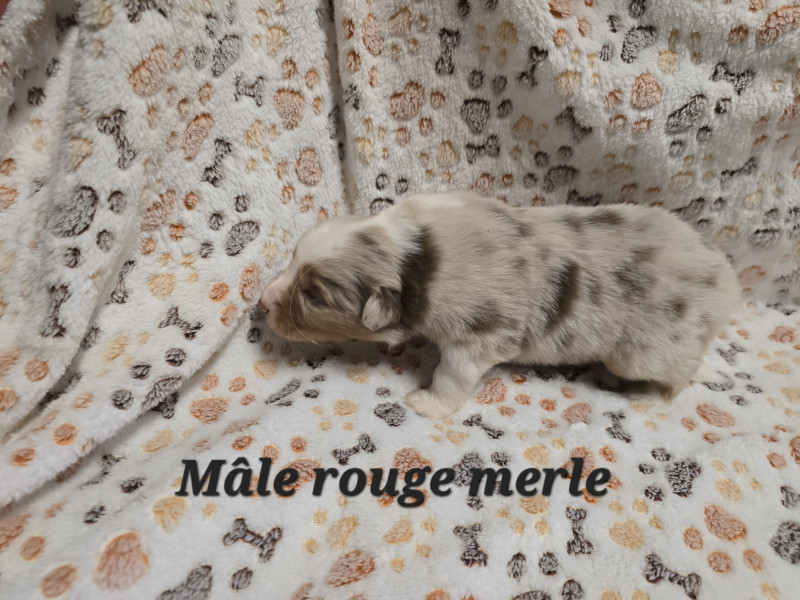 Berger Australien - Chiot Berger Australien Lof - Elevage de la rivière aux pierres