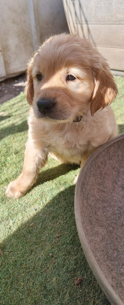 Golden Retriever - Jolis golden retriever - Au petit loukoum