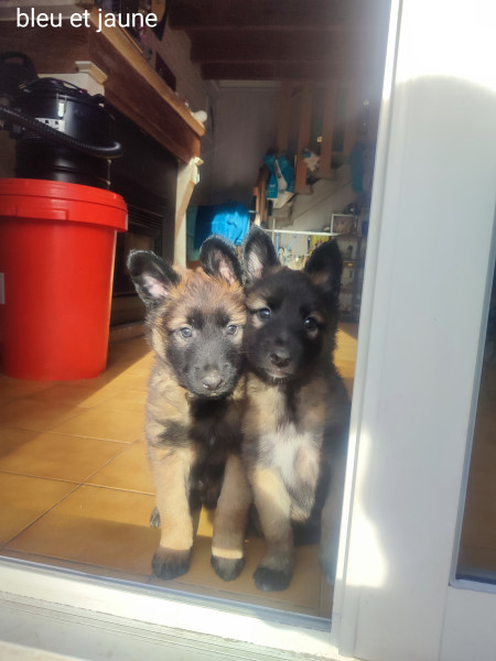 Berger Belge - Berger belge Tervueren ligné travail