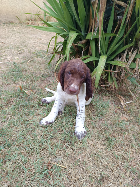 English Springer Spaniel - Chiots springer Spaniel English