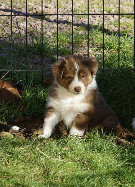 Berger Australien - Berger australien lof famille
