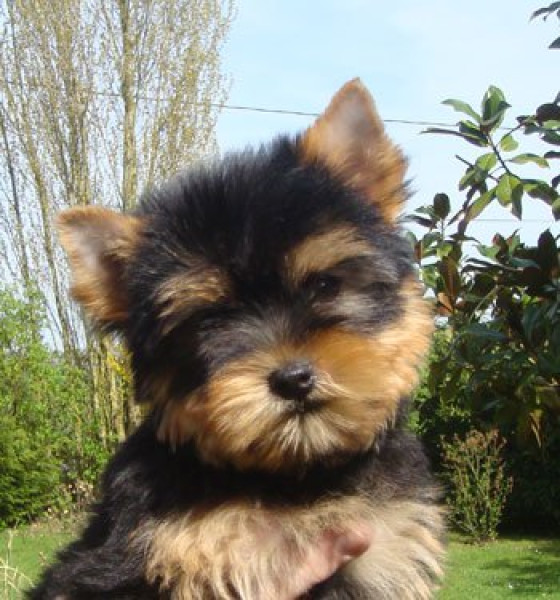 Yorkshire Terrier - Chiots yorkshires de qualité - Magicstar