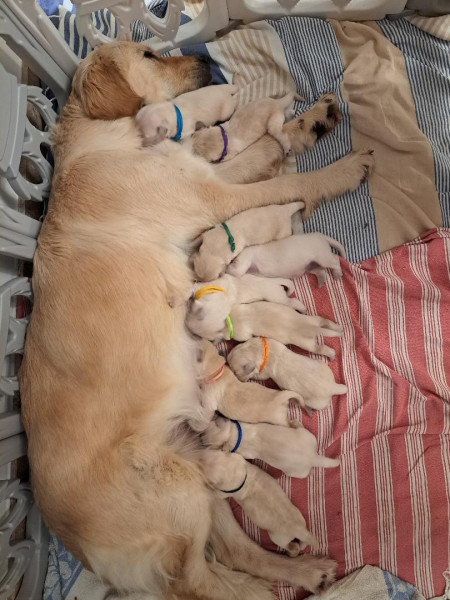 Golden Retriever - Magnifiques chiots golden retriever LOF à réserver - Des fidèles du Comtat